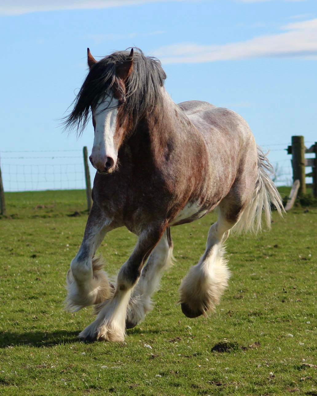 Blackstone Clydesdales